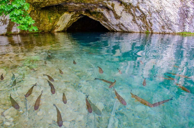 Vários peixes nadando em um lago cristalino no Parque Nacional dos Lagos de Plitvice. Há uma pequena gruta no fundo.