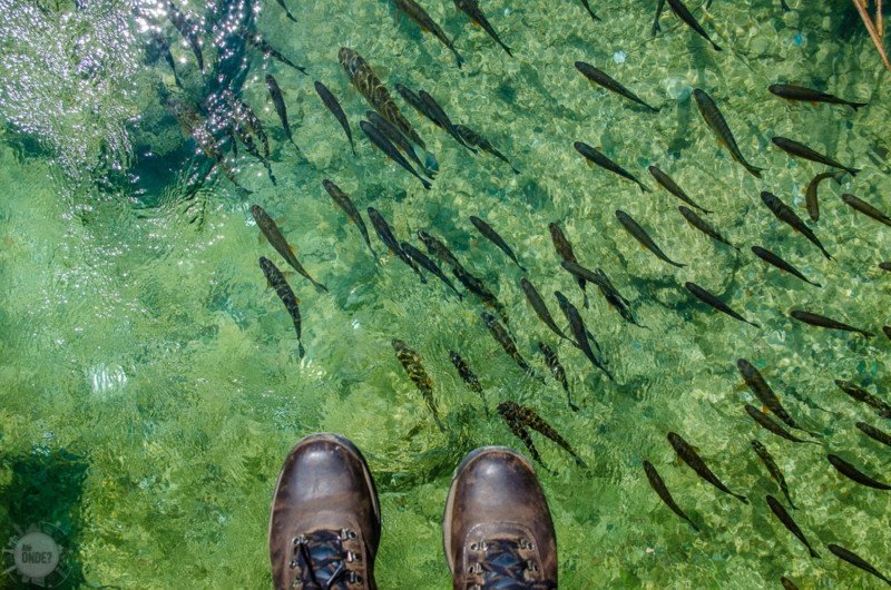 Um par de pés sobre os Lagos de Plitvice, no qual é possível ver peixes nadando sob a água cristalina.