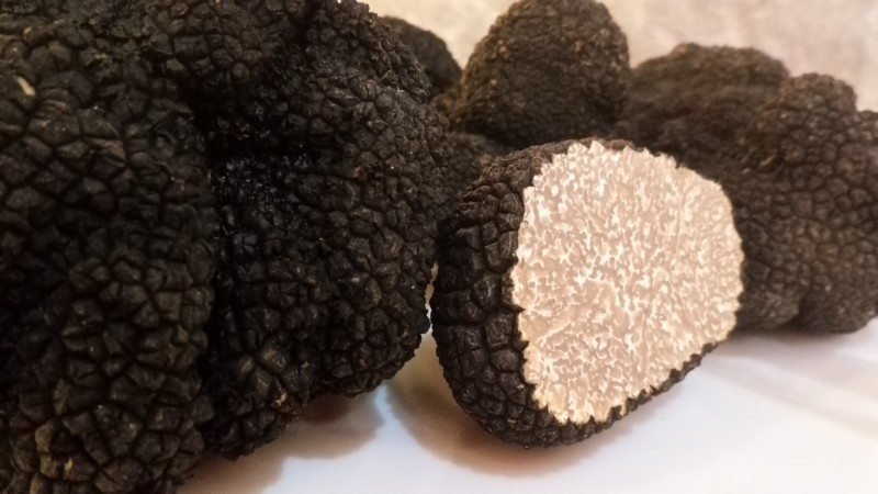 diversas trufas escuras juntas, onde apenas uma está aberta mostrando seu interior branco na Ístria