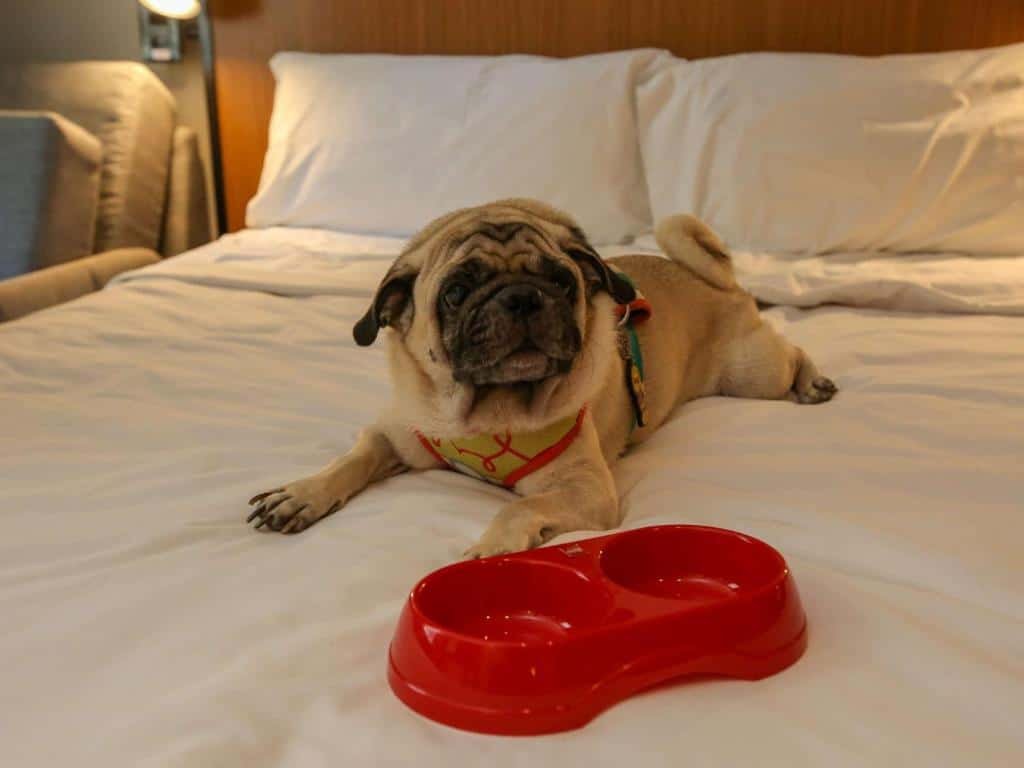 Cachorro deitado na cama branca com uma vasilha vermelha.