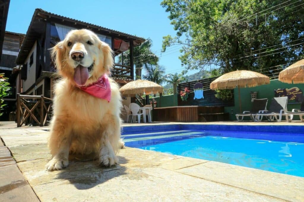 Cachorro em frente a piscina na Pousada Pura Vida Maresias. Ao fundo estão algumas espreguiçadeiras, um ofurô e guarda-sóis. Foto para ilustrar o post de pousadas pet friendly em Maresias.