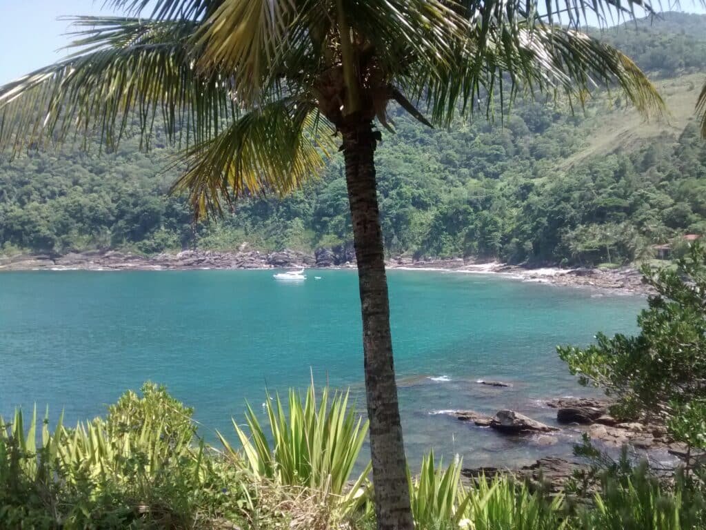 A foto mostra uma parte de Calhetas. Uma palmeira fica em uma baía azul-turquesa com barcos, costa rochosa e colinas verdejantes ao fundo.